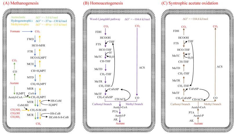 探索厌氧微生物学的璀璨新篇章