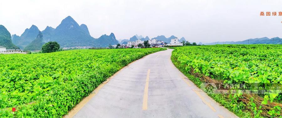 广西蚕茧市场喜讯连连，最新优价尽在掌握！