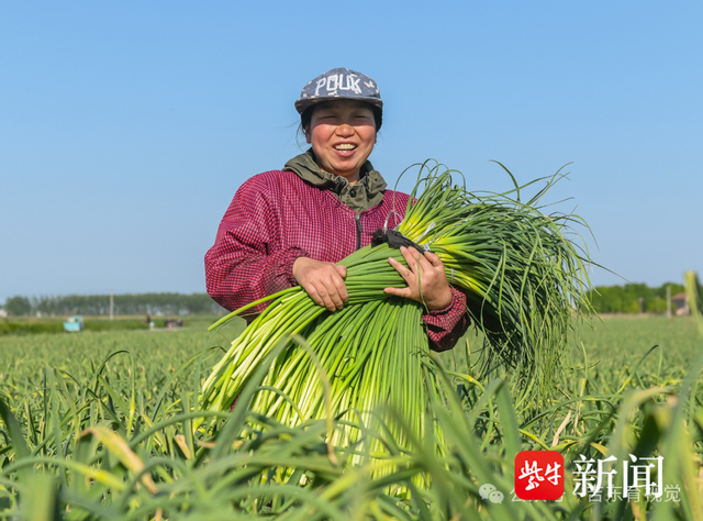 “射阳蒜苔喜讯：最新价格再创新高！”